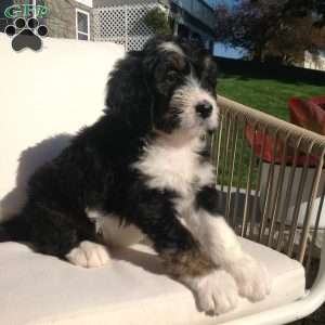 Lexi, Bernedoodle Puppy